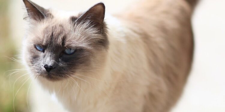 Exploring Medium-Sized Indoor Cat Breeds: Comfort and Companionship