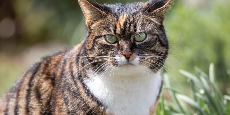 Exploring Cat Gut Health: Secrets to Feline Wellness