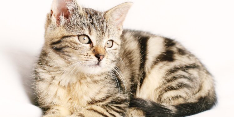 Essential Senior Cat Care Tips: Nutrition