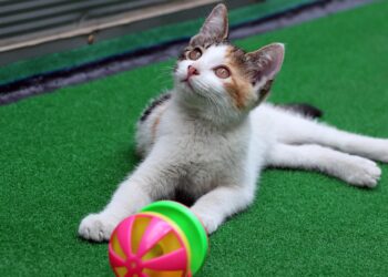 Unleashing Fun: Top Interactive Cat Toys for Engaging Your Feline at Home