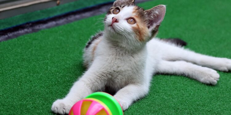 Unleashing Fun: Top Interactive Cat Toys for Engaging Your Feline at Home