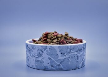 Shedding Pounds: The Best Cat Food for Healthy Weight Loss