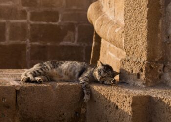 Essential Cat Wellness Tips: Secrets to a Happy