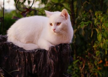 Exploring Medium-Sized Short Hair Cat Breeds: Traits and Care Tips