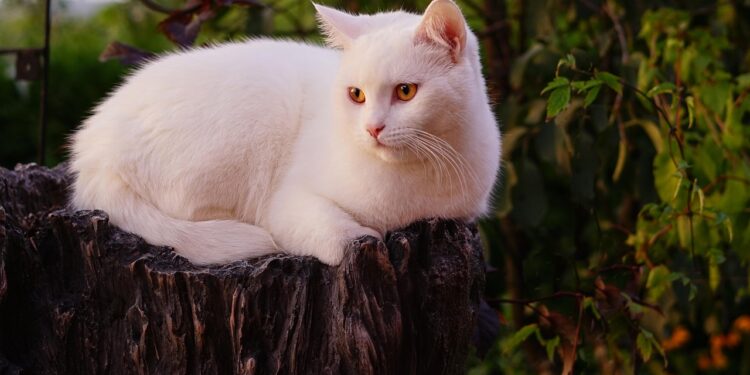 Exploring Medium-Sized Short Hair Cat Breeds: Traits and Care Tips