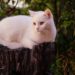 Exploring Medium-Sized Short Hair Cat Breeds: Traits and Care Tips