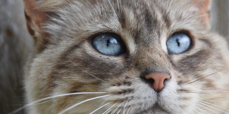 Essential Kitten Care Tips for New Cat Owners