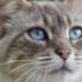 Essential Kitten Care Tips for New Cat Owners