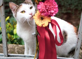 Chic Feline Fashion: Exploring Cat Birthday Outfit Ideas