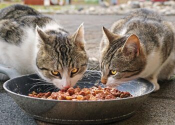 Balancing Budgets and Whiskers: Affordable Healthy Cat Food Choices