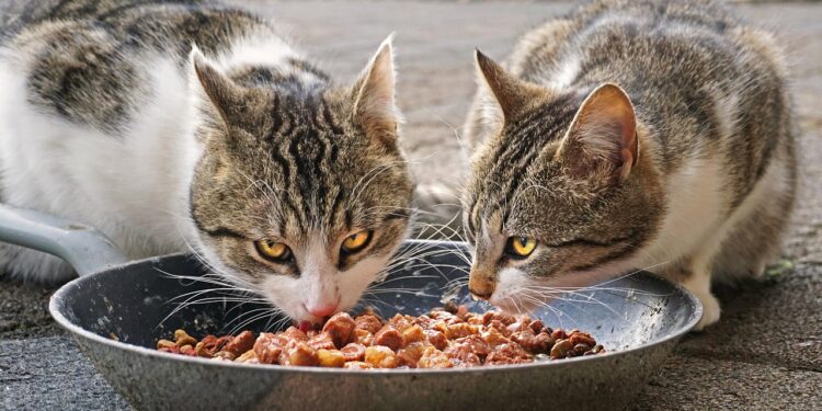 Balancing Budgets and Whiskers: Affordable Healthy Cat Food Choices