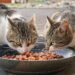 Balancing Budgets and Whiskers: Affordable Healthy Cat Food Choices