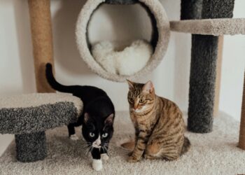 Comfort Meets Convenience: Choosing the Right Cat Leash for Your Senior Cat