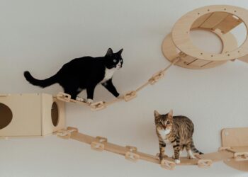 Exploring the Great Outdoors: The Ultimate Soft Padded Cat Leash