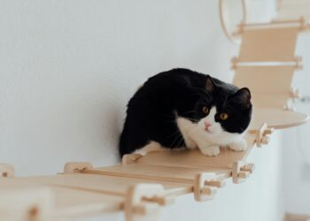 Exploring the Best Comfortable Cat Leashes for Kittens