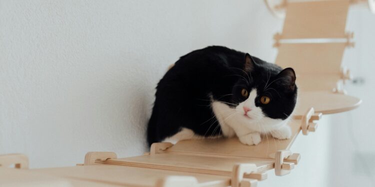 Exploring the Best Comfortable Cat Leashes for Kittens