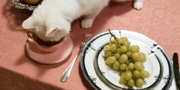 Pure Purrfection: The Benefits of Natural Cat Food Without Fillers