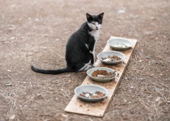 Top Picks for Adult Dry Cat Food:Nutrition Meets Flavor