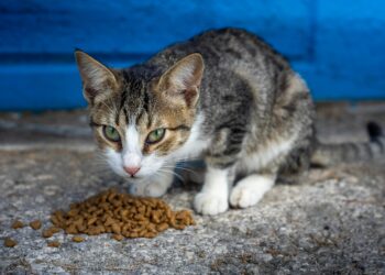 Vet-Approved Nutrition: Choosing the Best Cat Food