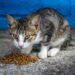 Vet-Approved Nutrition: Choosing the Best Cat Food