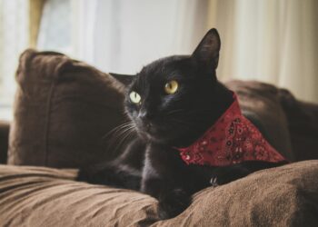 Chasing Delight: The Ultimate Guide to Finding the Perfect Ball for Your Cat