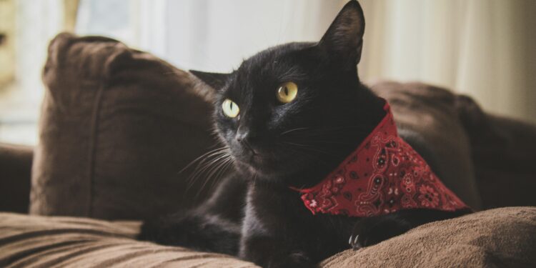 Chasing Delight: The Ultimate Guide to Finding the Perfect Ball for Your Cat