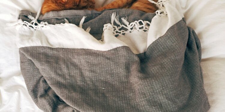 Stylish Comfort: Exploring the World of Cat Clothes for Indoor Felines