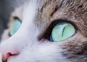 Finding the Perfect Fit: Medium Cat Breeds for Apartments That Thrive in Small Spaces