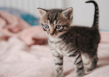 Discover the Best Hypoallergenic Lap Cats Small: Perfect for Cozy Homes