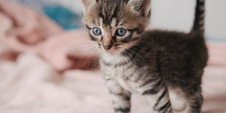 Discover the Best Hypoallergenic Lap Cats Small: Perfect for Cozy Homes
