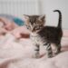 Discover the Best Hypoallergenic Lap Cats Small: Perfect for Cozy Homes