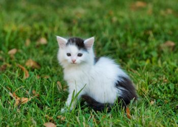 Unlock the Secrets of Small Long Hair Hypoallergenic Cats: The Ultimate Guide