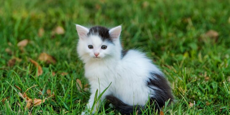 Unlock the Secrets of Small Long Hair Hypoallergenic Cats: The Ultimate Guide