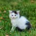 Unlock the Secrets of Small Long Hair Hypoallergenic Cats: The Ultimate Guide