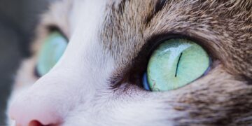 Mastering Daily Cat Care Tips at Home: Essential Habits for a Happy Cat
