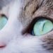 Mastering Daily Cat Care Tips at Home: Essential Habits for a Happy Cat