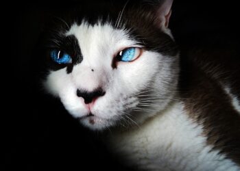 Expert Cat Shedding Control Tips: How to Maintain a Fur-Free Home