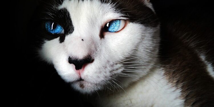 Expert Cat Shedding Control Tips: How to Maintain a Fur-Free Home