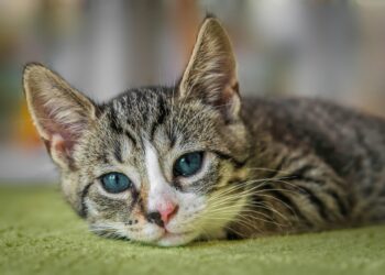Enhance Your Cat's Life: Top Cat Enrichment Tips for Indoor Feline Fun