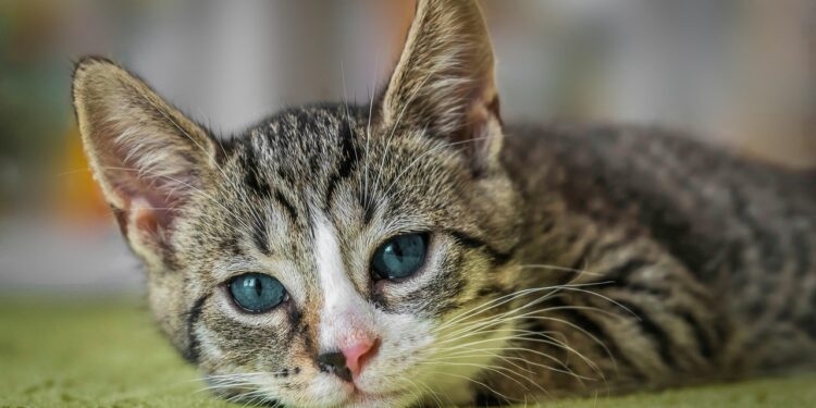 Enhance Your Cat's Life: Top Cat Enrichment Tips for Indoor Feline Fun