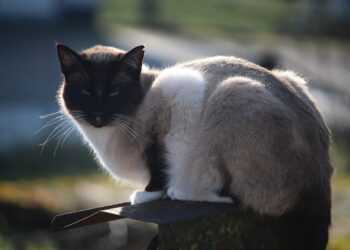 Unlocking Secrets: The Ultimate Medium Sized Cat Weight and Size Guide