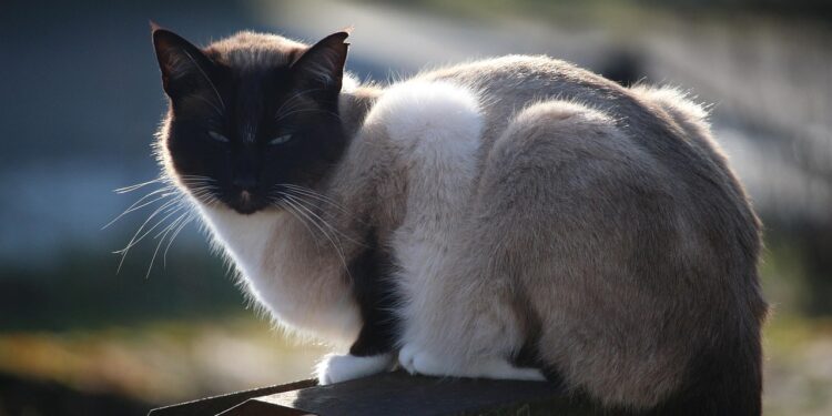 Unlocking Secrets: The Ultimate Medium Sized Cat Weight and Size Guide