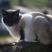 Unlocking Secrets: The Ultimate Medium Sized Cat Weight and Size Guide