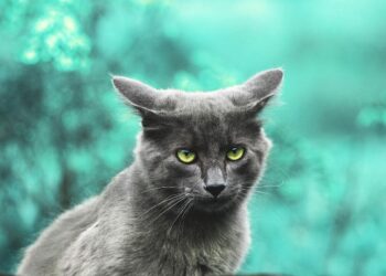 Top Picks: The Best Cats for Studio Apartments and Why They’re Perfect for Small Spaces