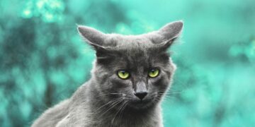 Top Picks: The Best Cats for Studio Apartments and Why They’re Perfect for Small Spaces