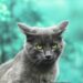 Top Picks: The Best Cats for Studio Apartments and Why They’re Perfect for Small Spaces