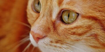 Unlock the Secrets of Cat Dental Care Tips: A Guide for Pet Owners
