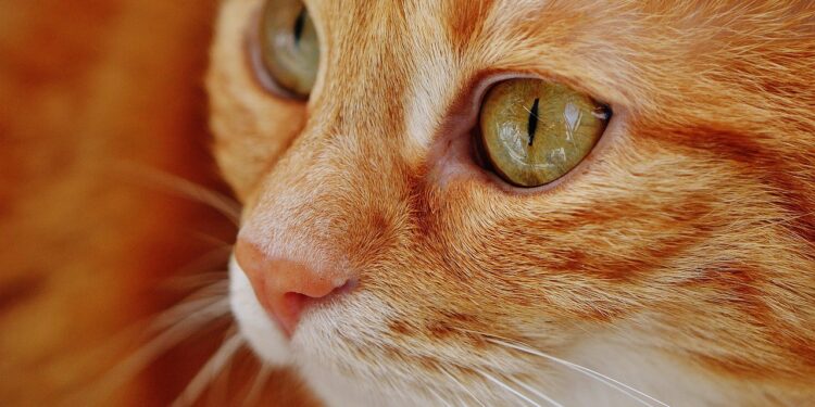 Unlock the Secrets of Cat Dental Care Tips: A Guide for Pet Owners