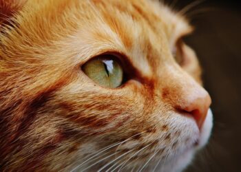 Discover the Best Apartment Cats for Allergies: A Guide to Hypoallergenic Felines