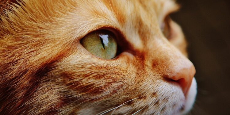 Discover the Best Apartment Cats for Allergies: A Guide to Hypoallergenic Felines